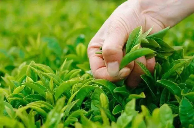 化肥、有機肥和生物菌肥可以混搭嘛?