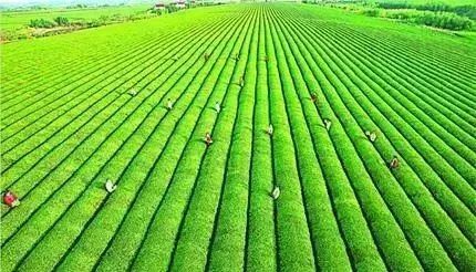 替代化肥的肥料來了!