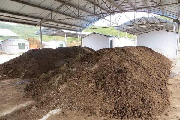 如果一定想用雞糞,那么請(qǐng)先......