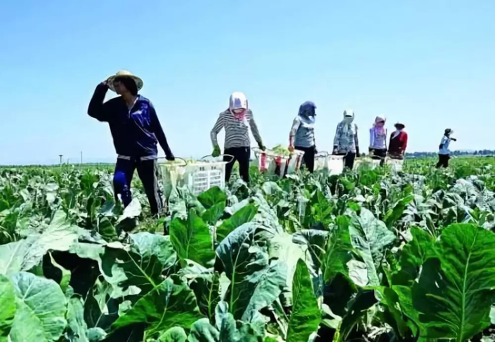 為什么要使用更多的有機(jī)肥料?看完你就明白了!